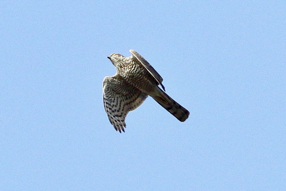 Eurasian Sparrowhawk - ML633599806