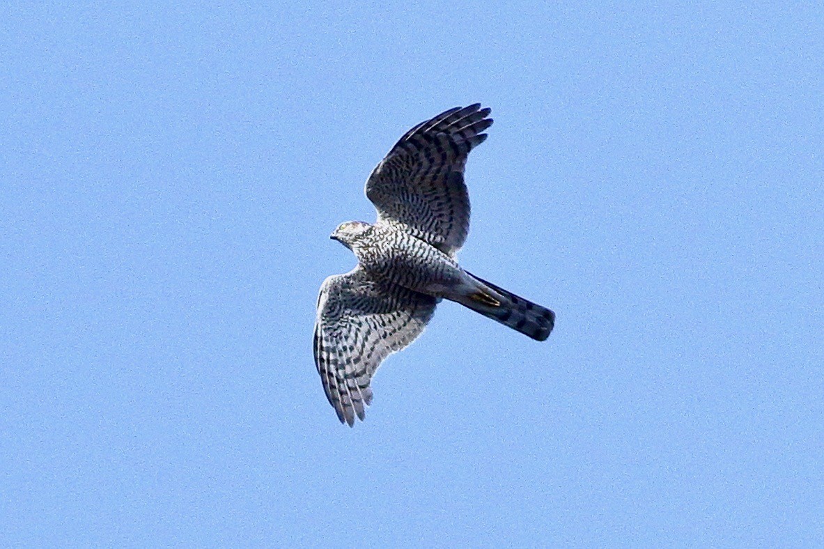 Eurasian Sparrowhawk - ML633599807