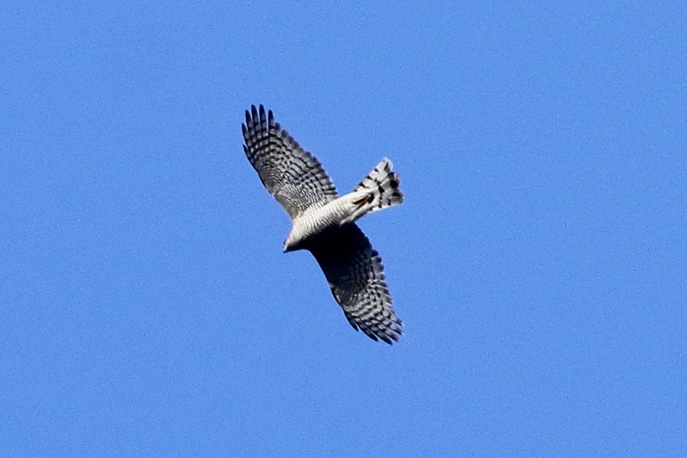 Eurasian Sparrowhawk - ML633599808