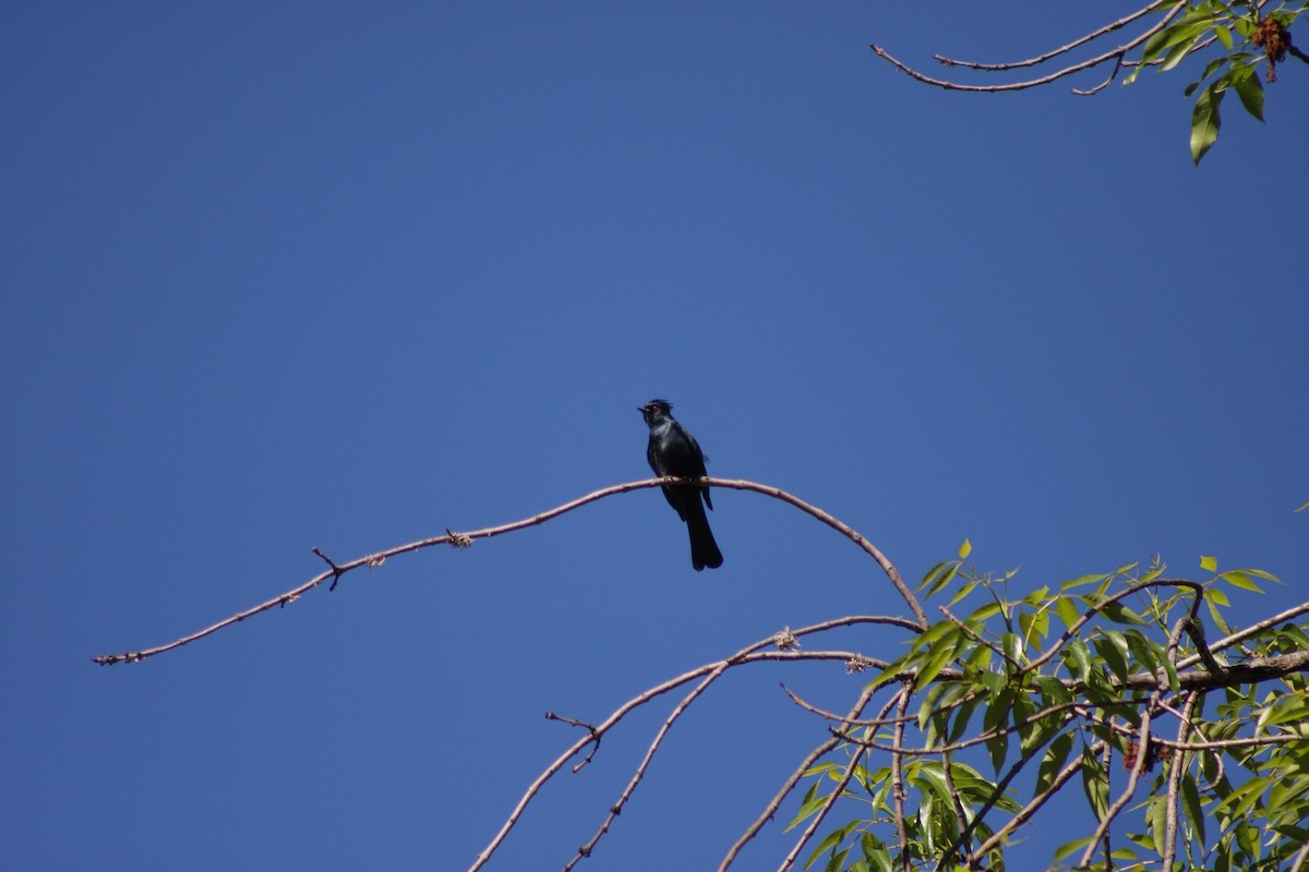 Phainopepla - ML633599840