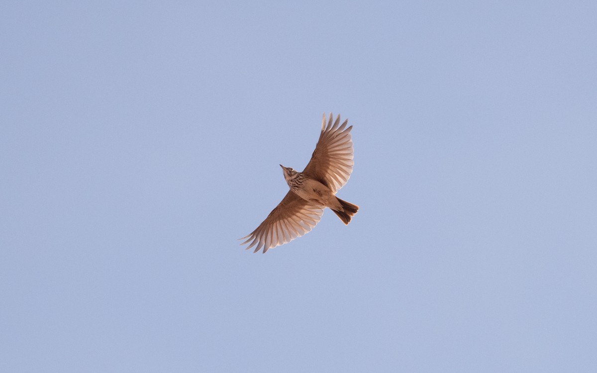 Thekla's/Crested Lark - ML633599873