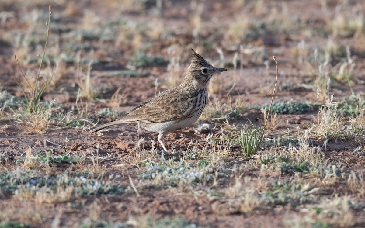 Thekla's/Crested Lark - ML633599875