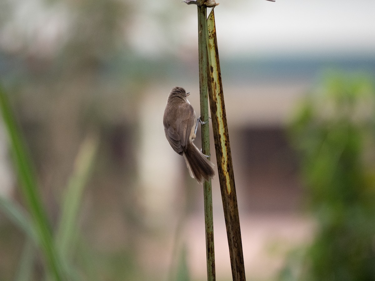Lesser Swamp Warbler - ML633599900