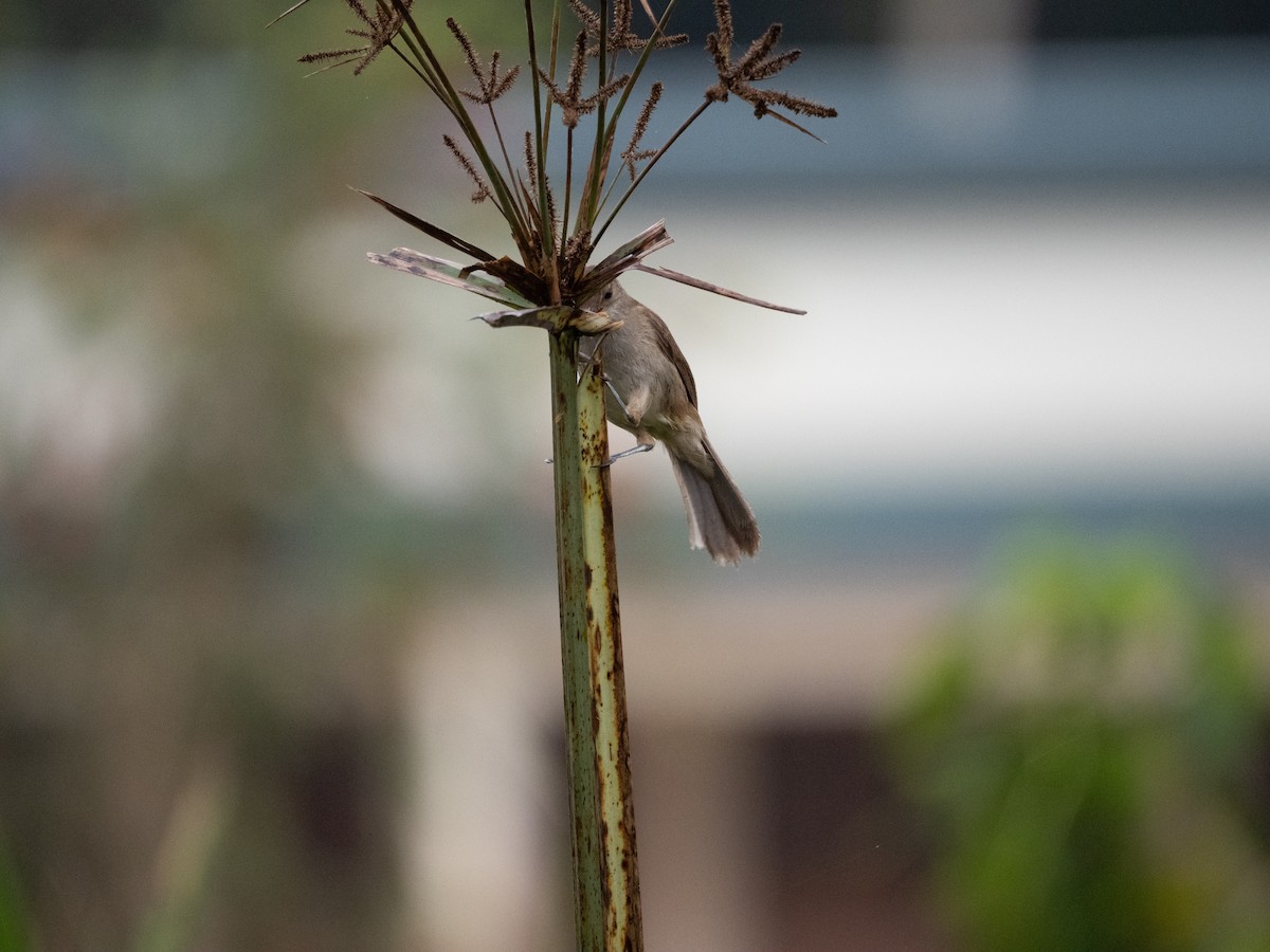 Lesser Swamp Warbler - ML633599903