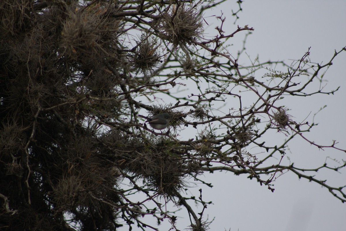 Blue-gray Gnatcatcher - ML633599957