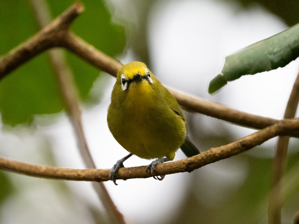 Kikuyu White-eye - ML633599962