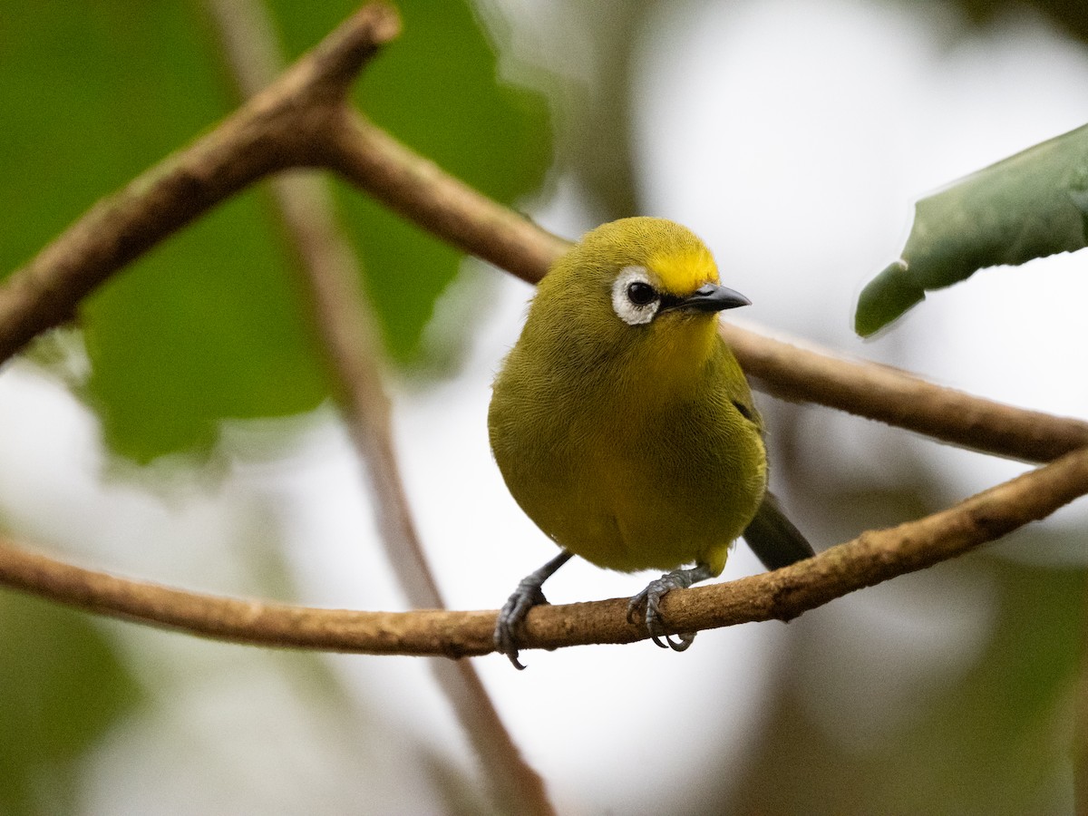 Kikuyu White-eye - ML633599963