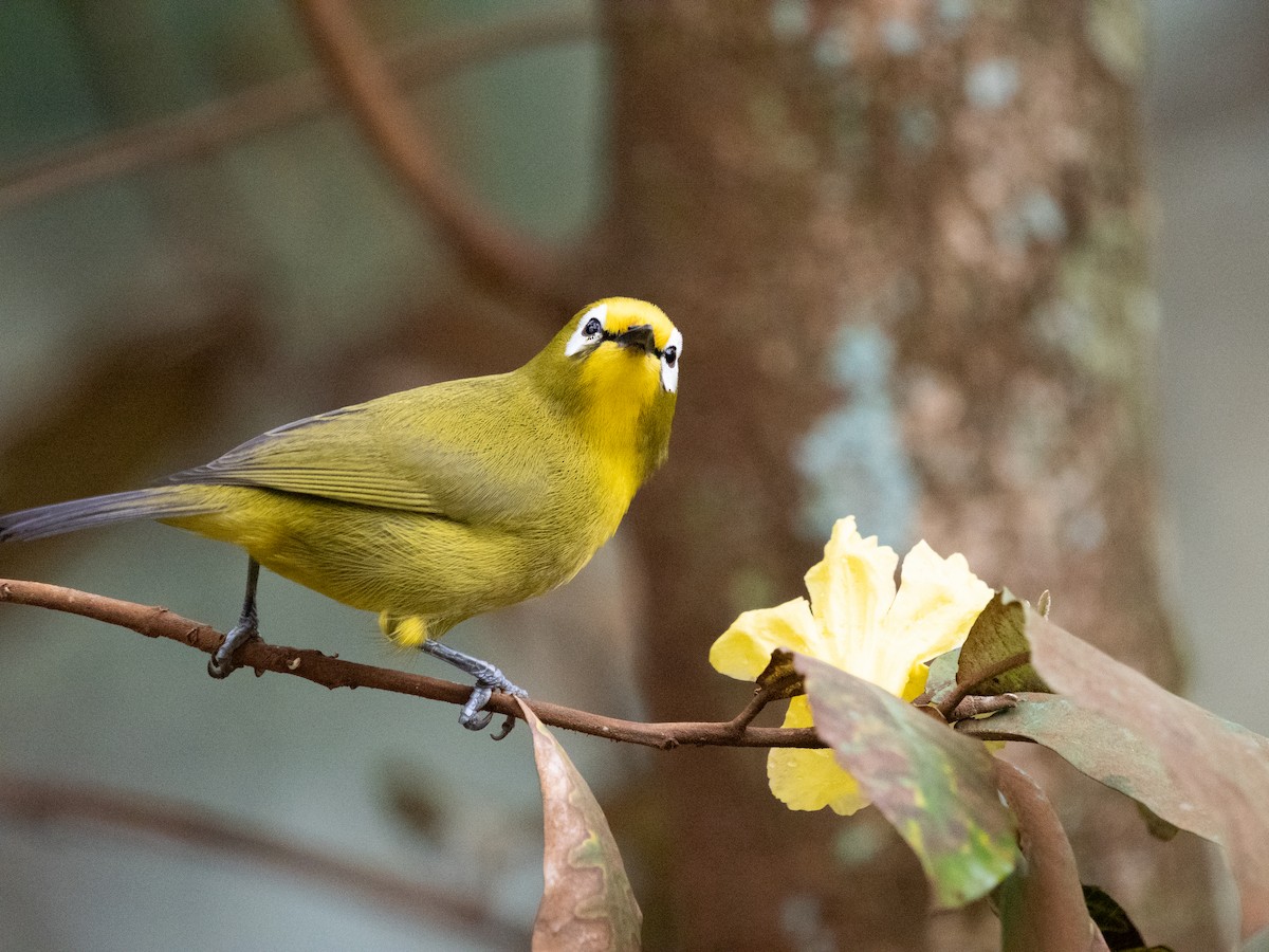 Kikuyu White-eye - ML633599964