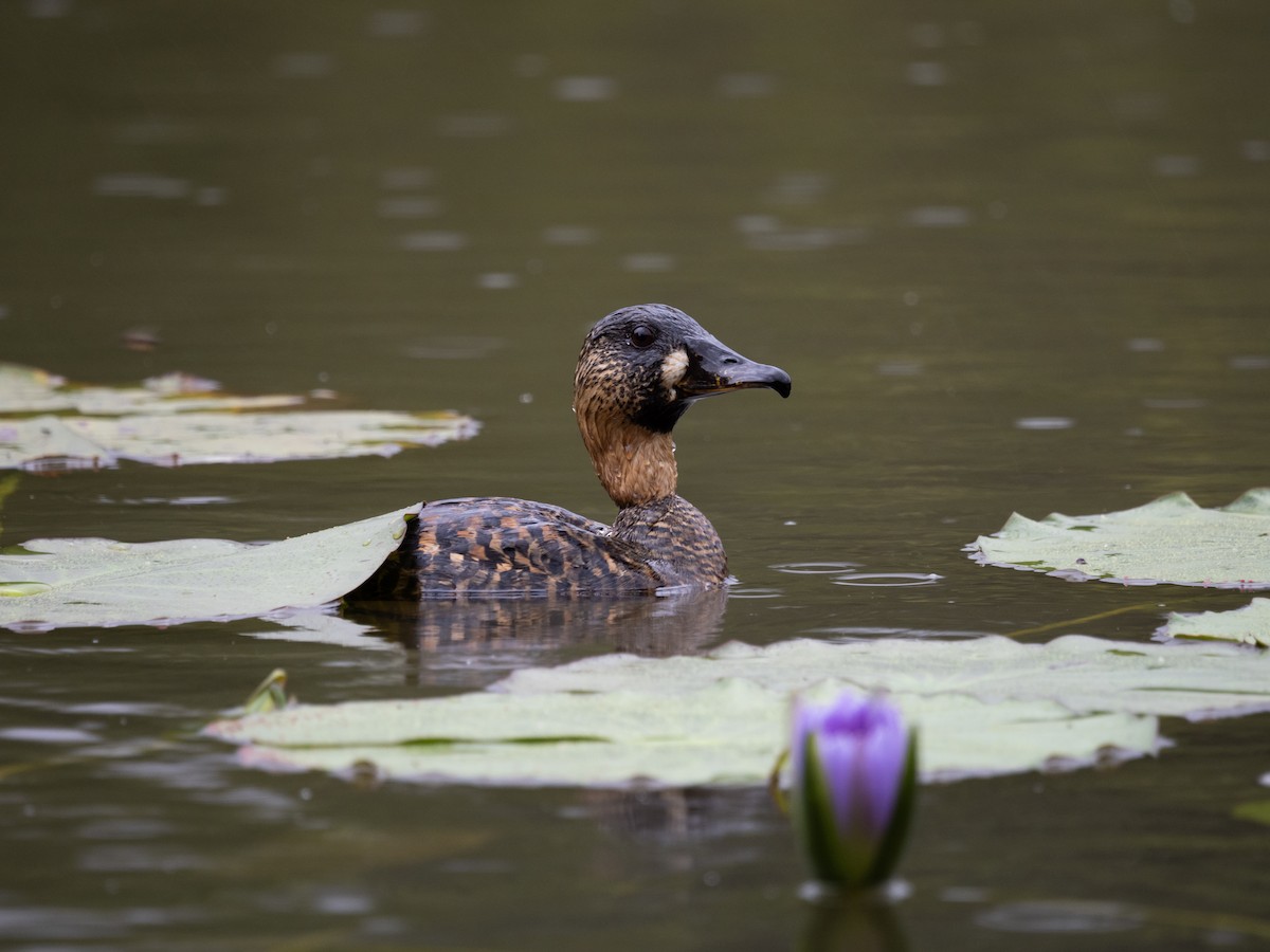 White-backed Duck - ML633599974