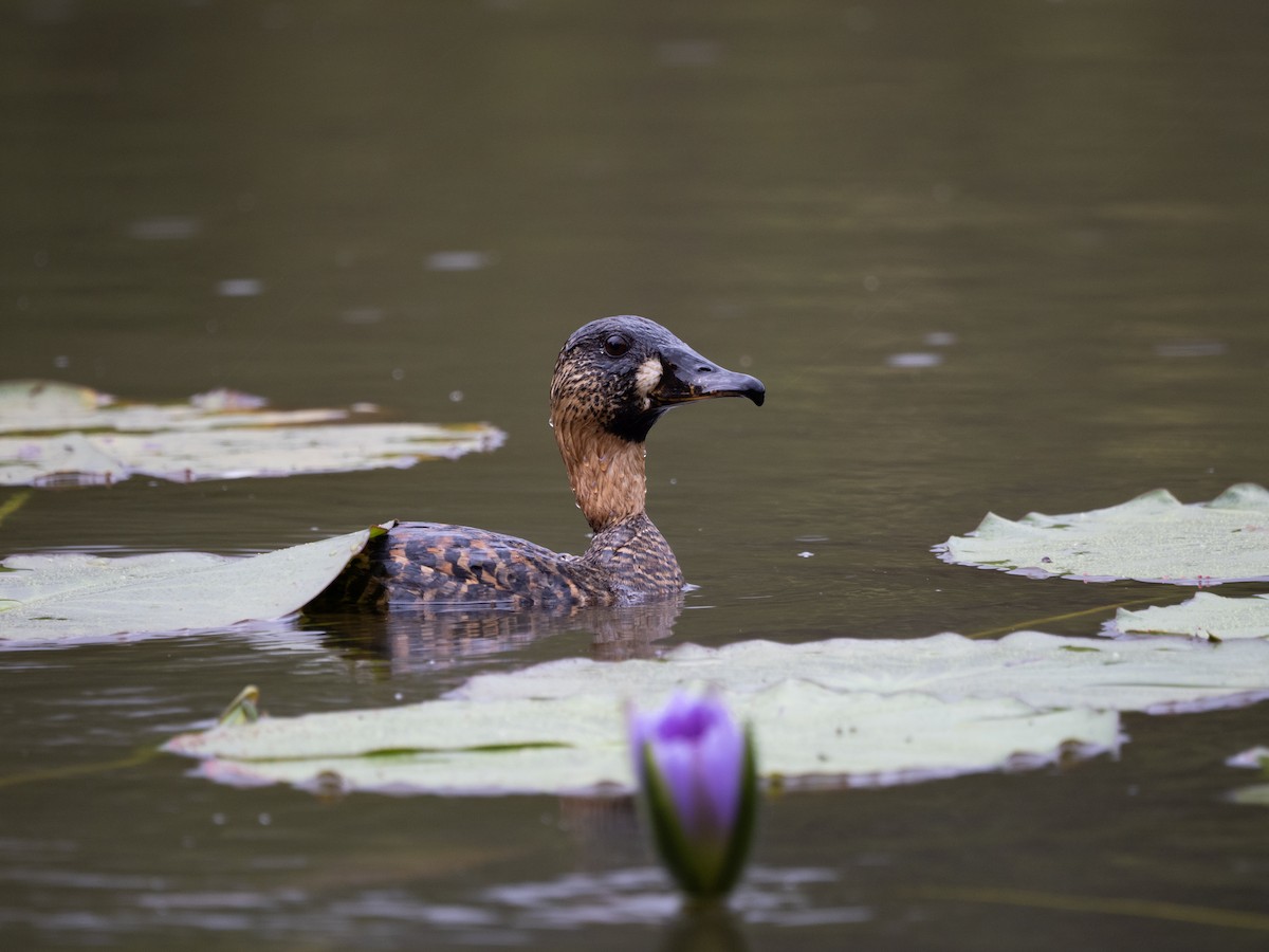 White-backed Duck - ML633599975