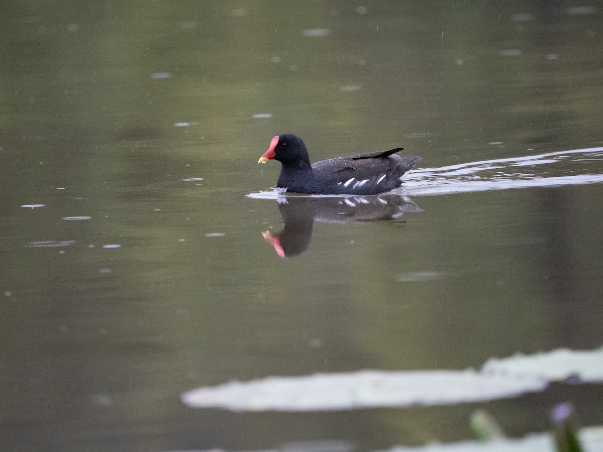Eurasian Moorhen - ML633599981