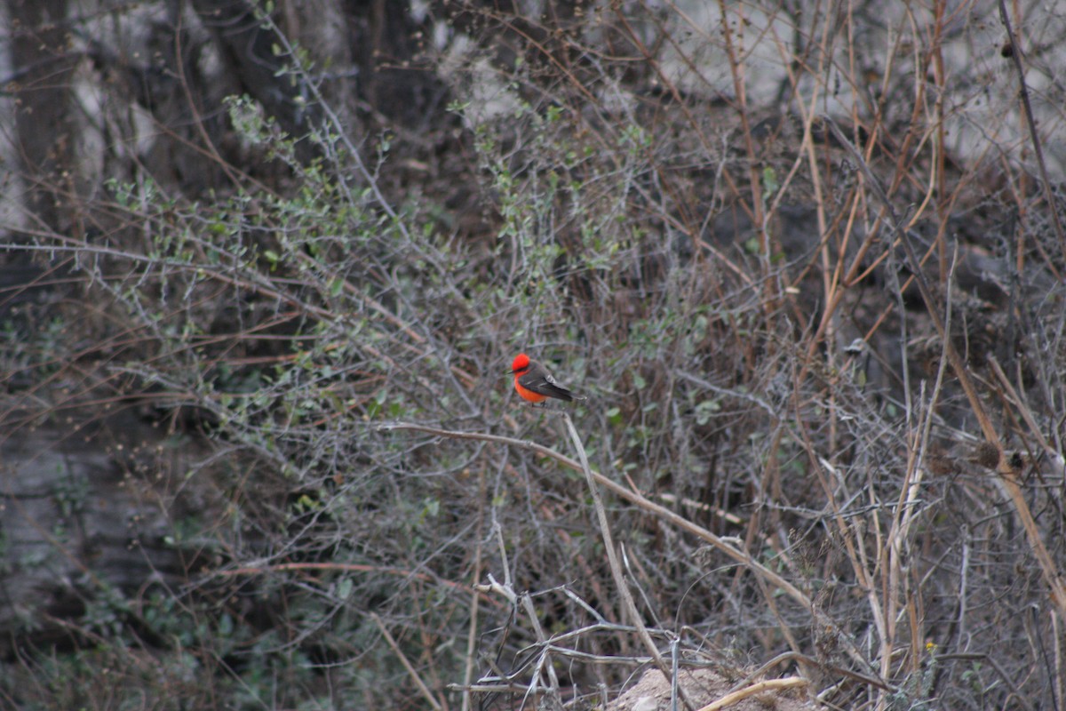 Vermilion Flycatcher - ML633599982