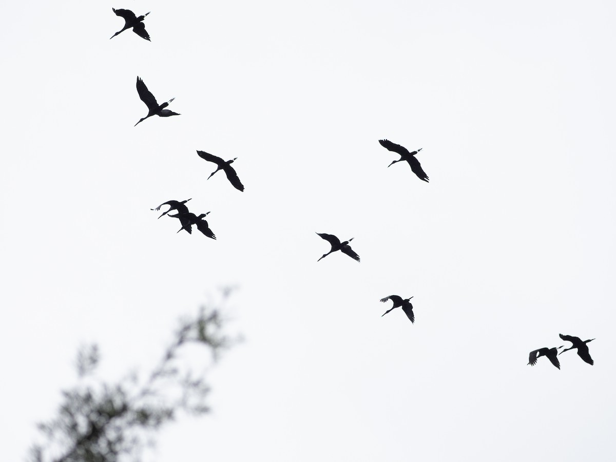 African Openbill - ML633599987