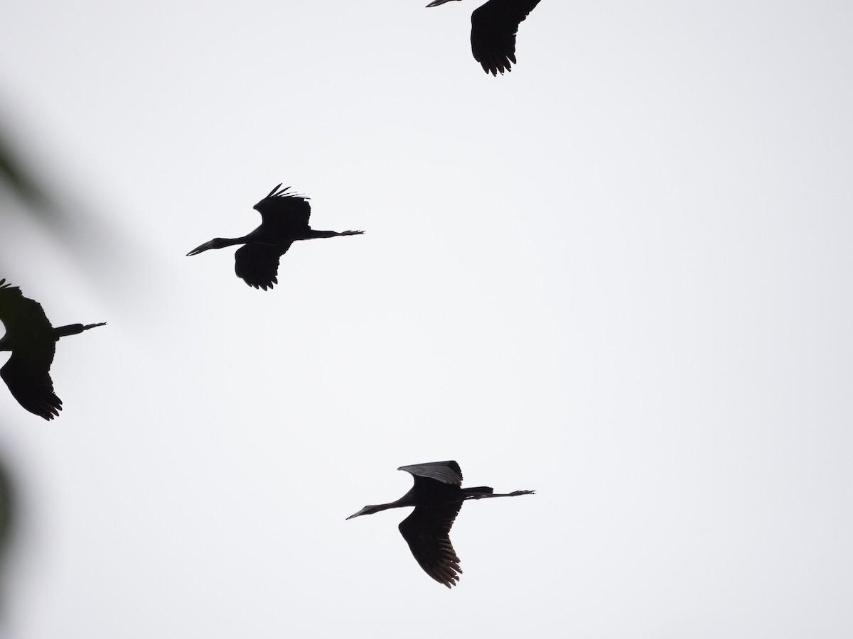 African Openbill - ML633599988