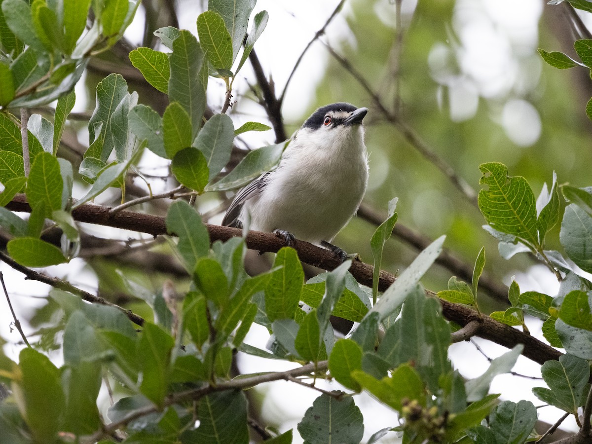 Black-backed Puffback - ML633599996