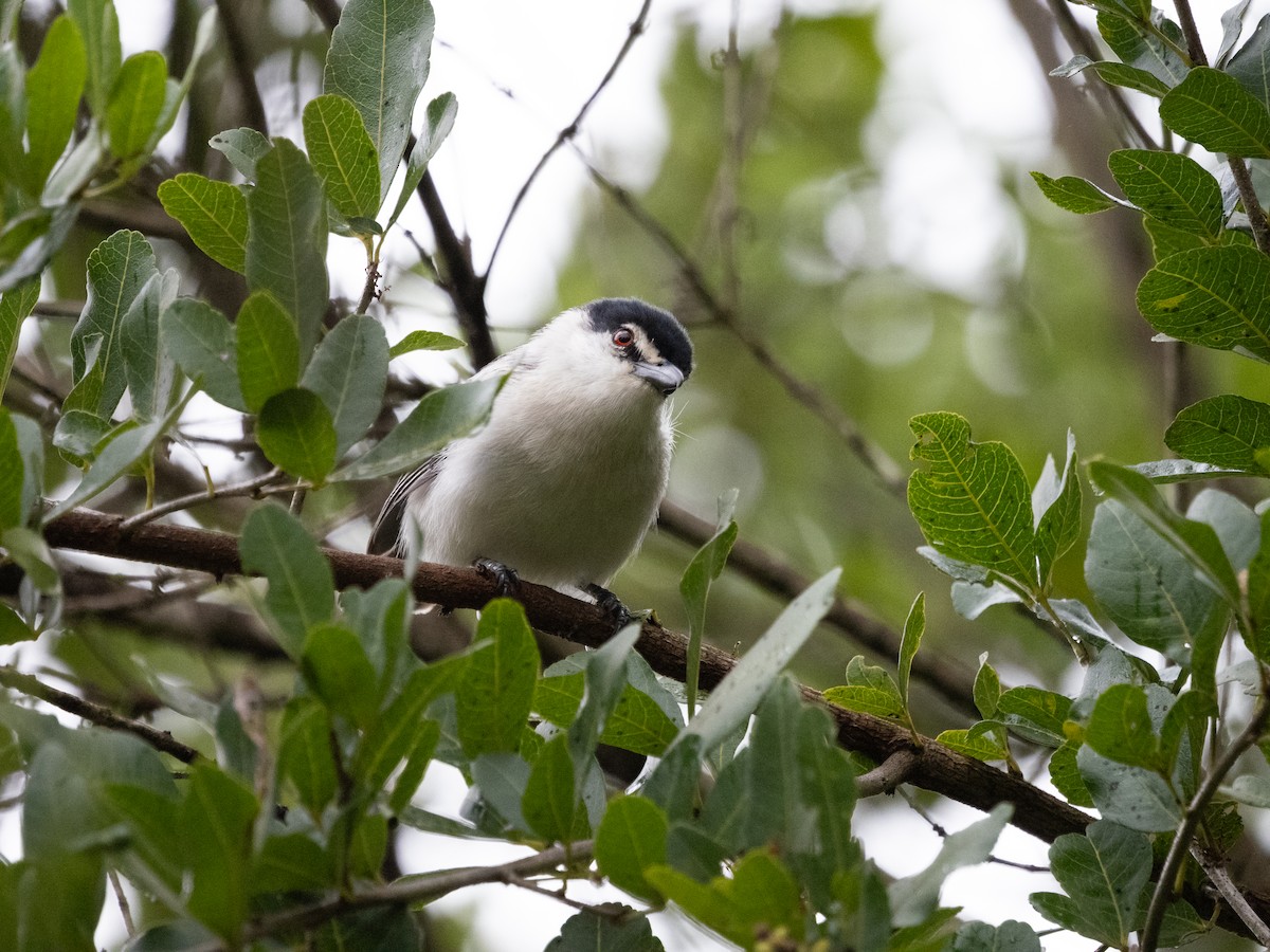Black-backed Puffback - ML633599997