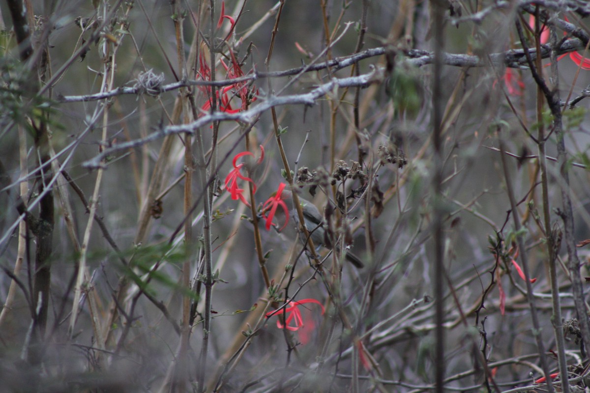 Verdin - ML633600002