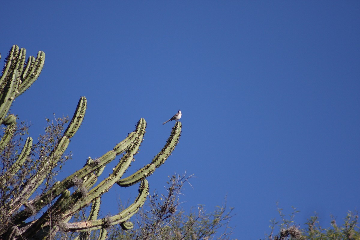 Northern Mockingbird - ML633600007