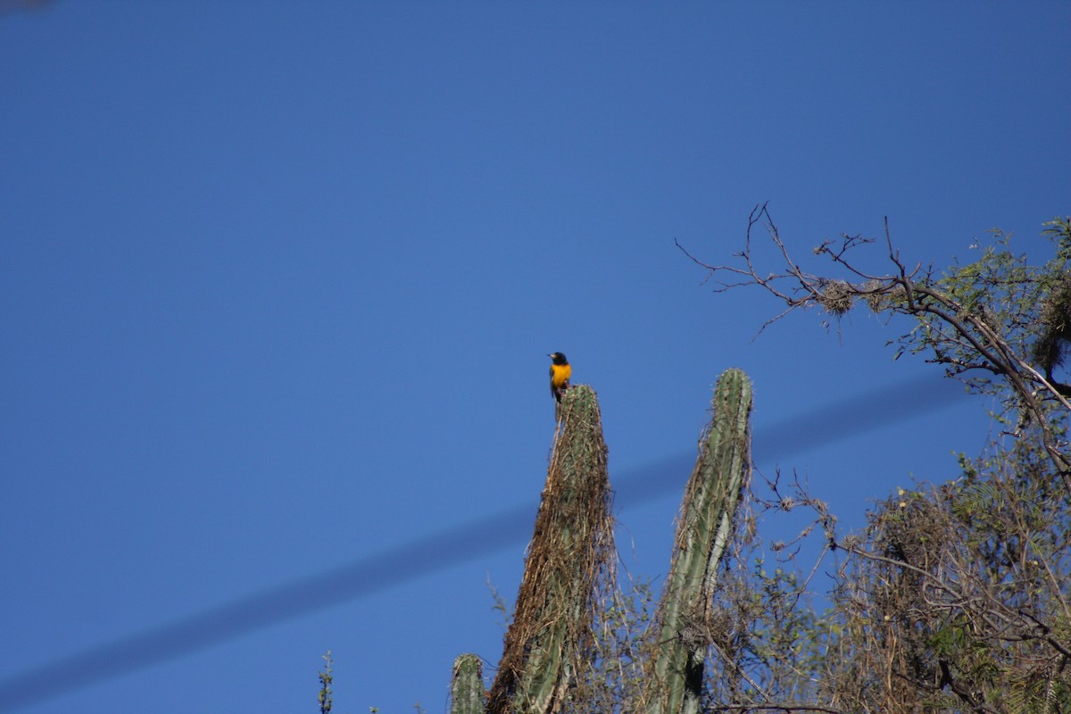 Black-vented Oriole - ML633600031