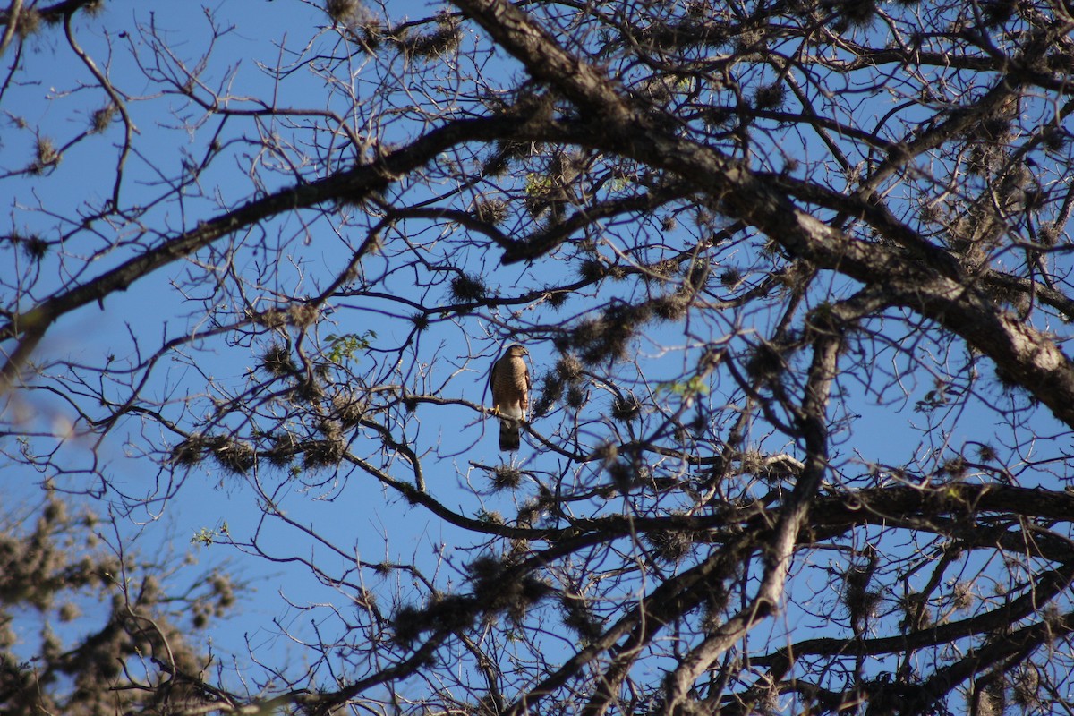 Cooper's Hawk - ML633600055