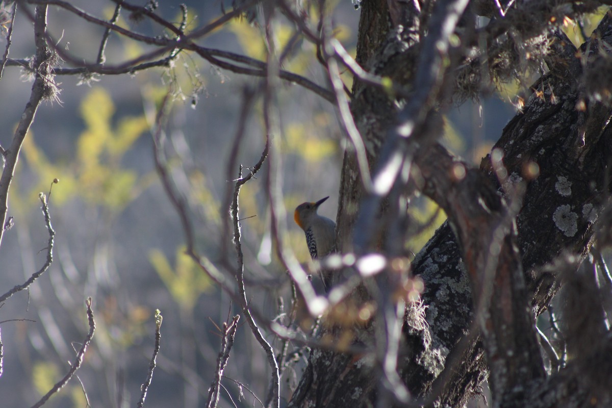 Golden-fronted Woodpecker - ML633600083