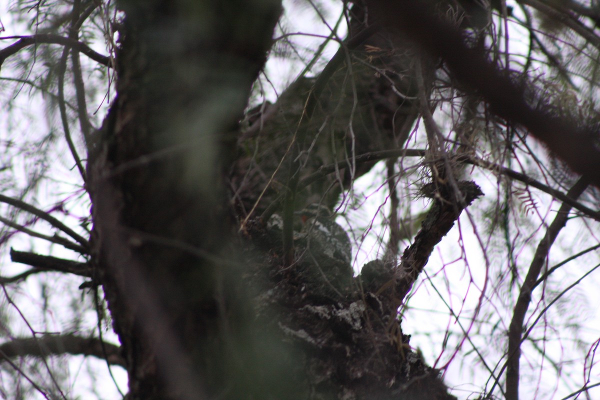 Yellow-bellied Sapsucker - ML633600118