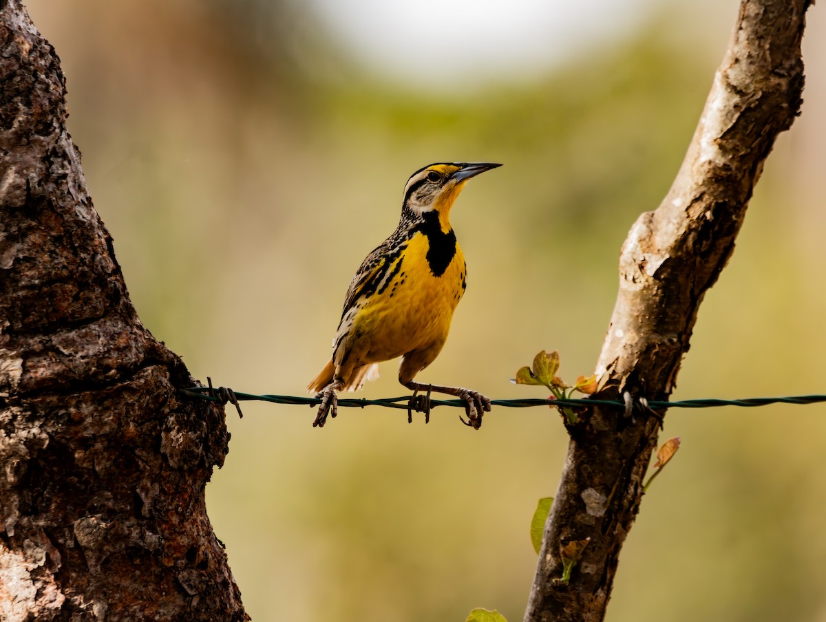Eastern Meadowlark - ML633600123