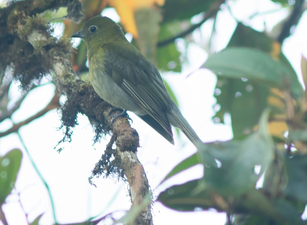 Gray-tailed Piha - ML633600185