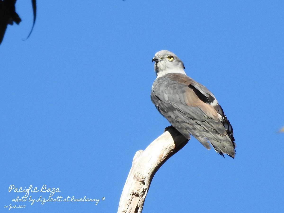 Pacific Baza - ML63360021