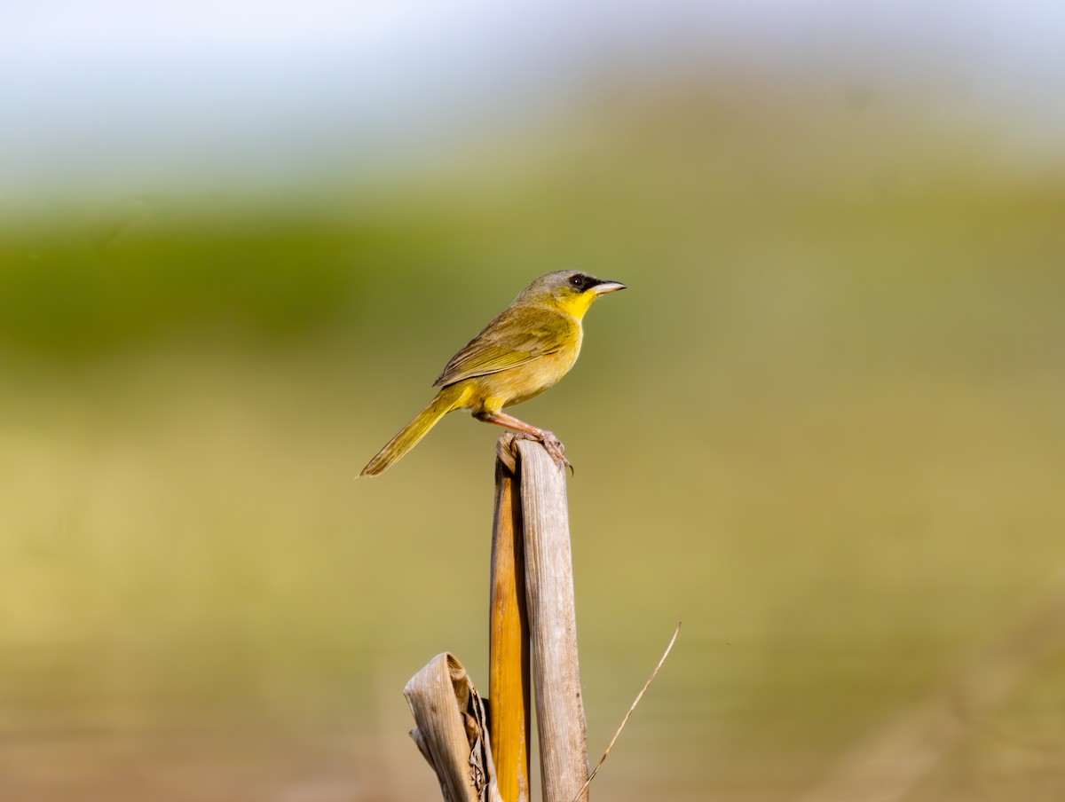 Gray-crowned Yellowthroat - ML633600339