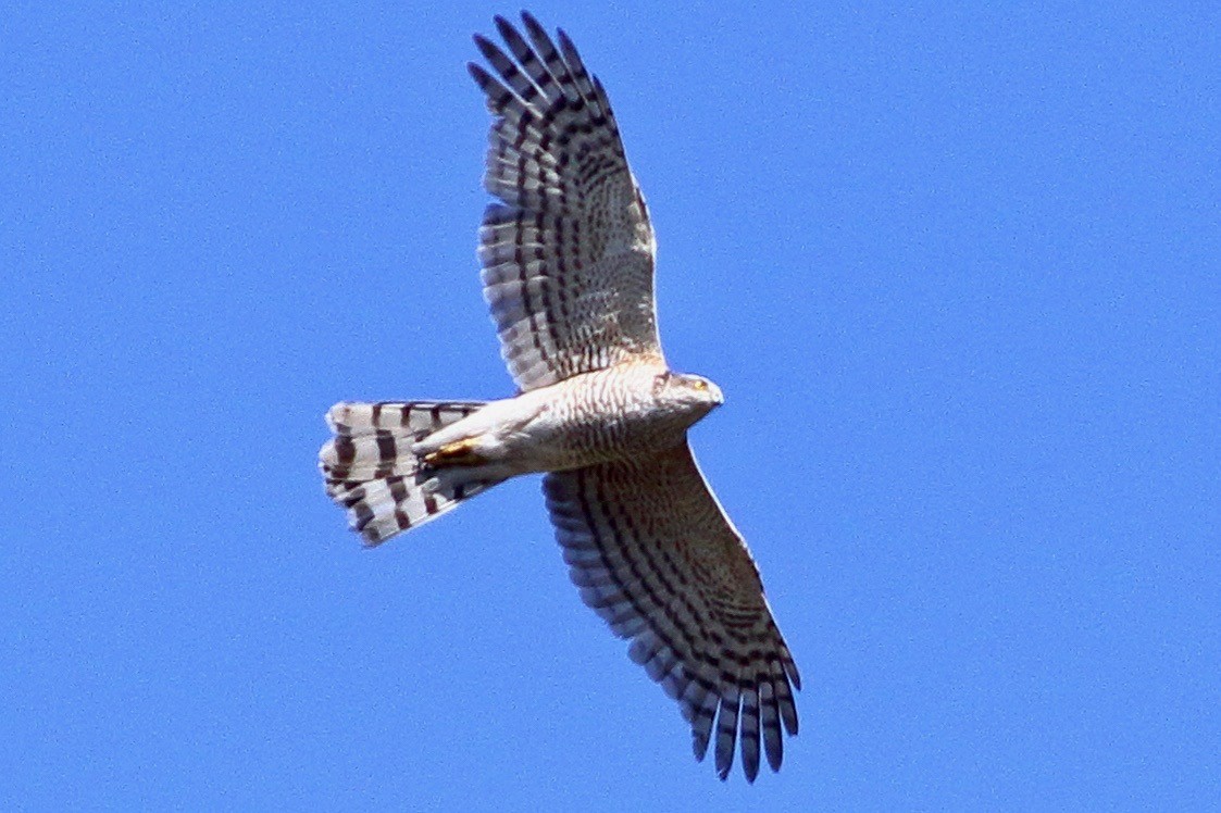 Eurasian Sparrowhawk - ML633600341