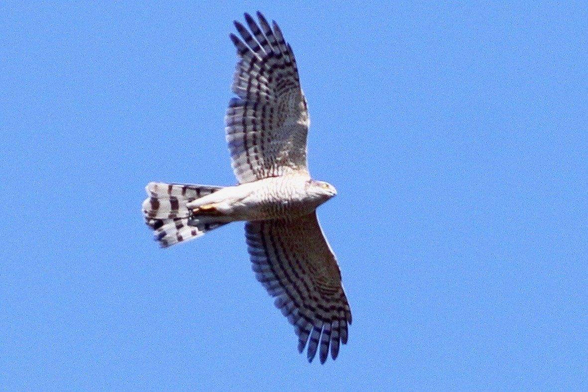 Eurasian Sparrowhawk - ML633600342