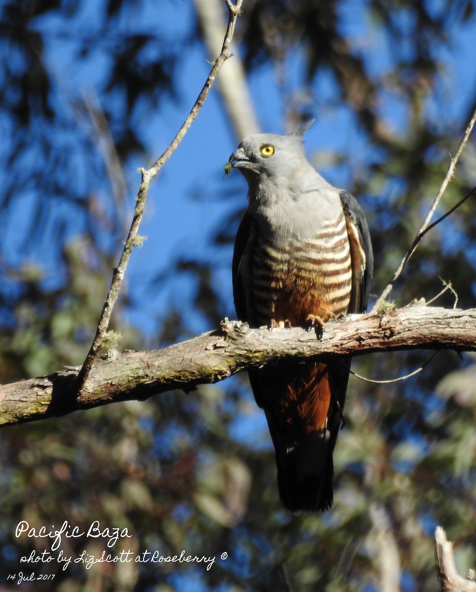 Pacific Baza - ML63360041