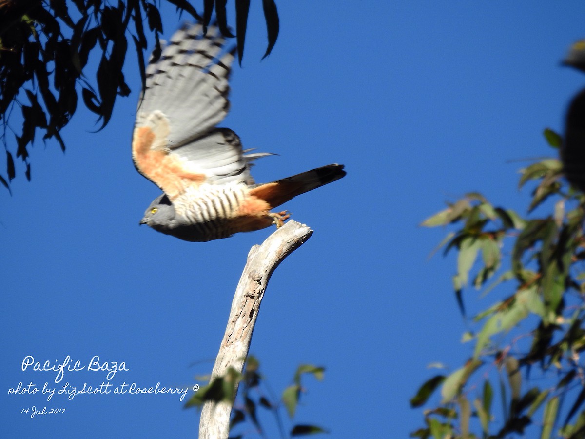 Pacific Baza - ML63360051