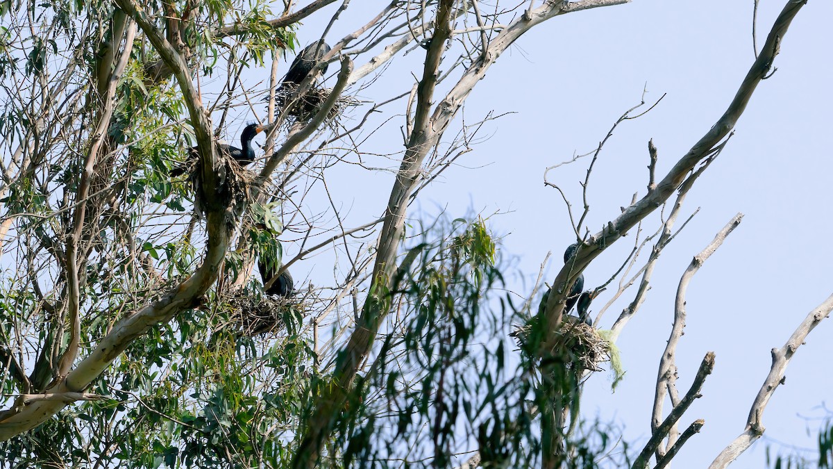 Double-crested Cormorant - ML633600515