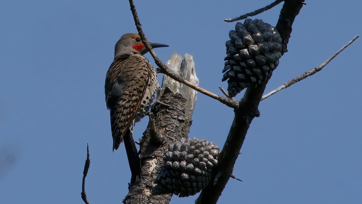 Northern Flicker (Red-shafted) - ML633600518