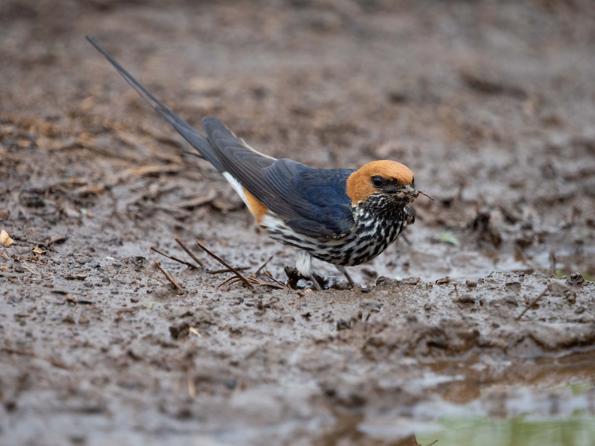 Lesser Striped Swallow - ML633600523
