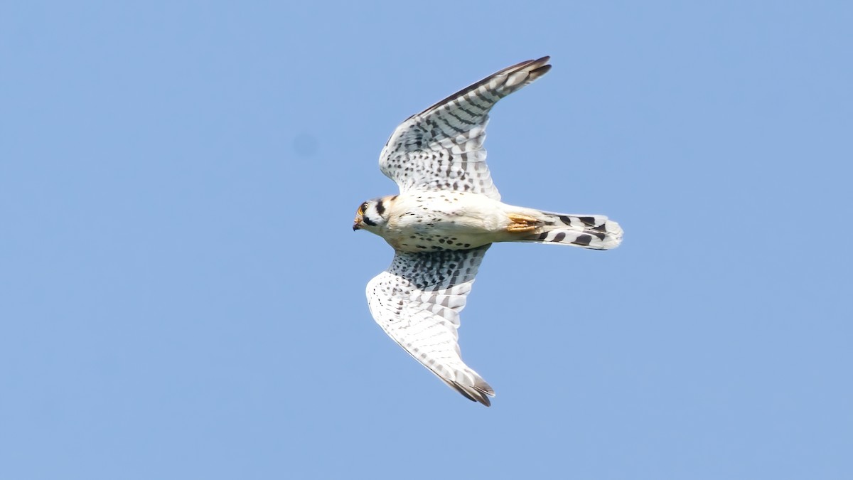 American Kestrel - ML633600524