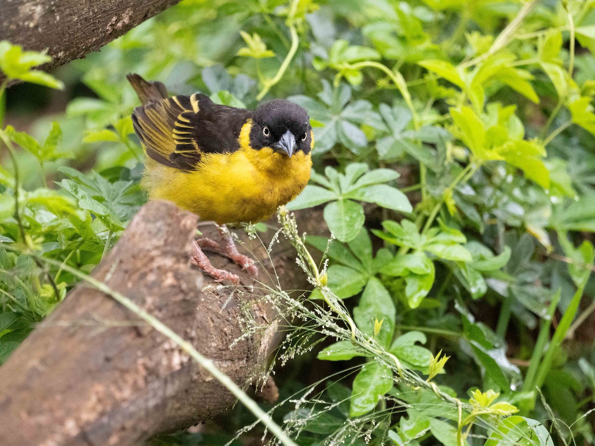 Baglafecht Weaver - ML633600533