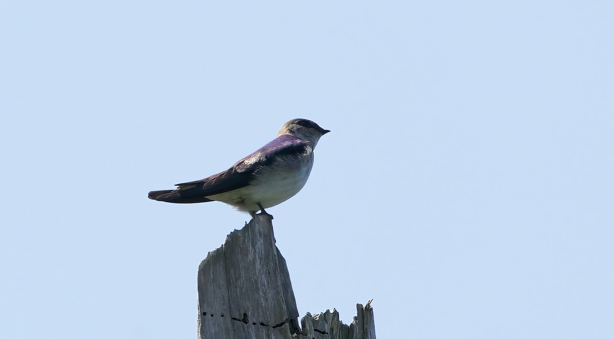 Violet-green Swallow - ML633600536