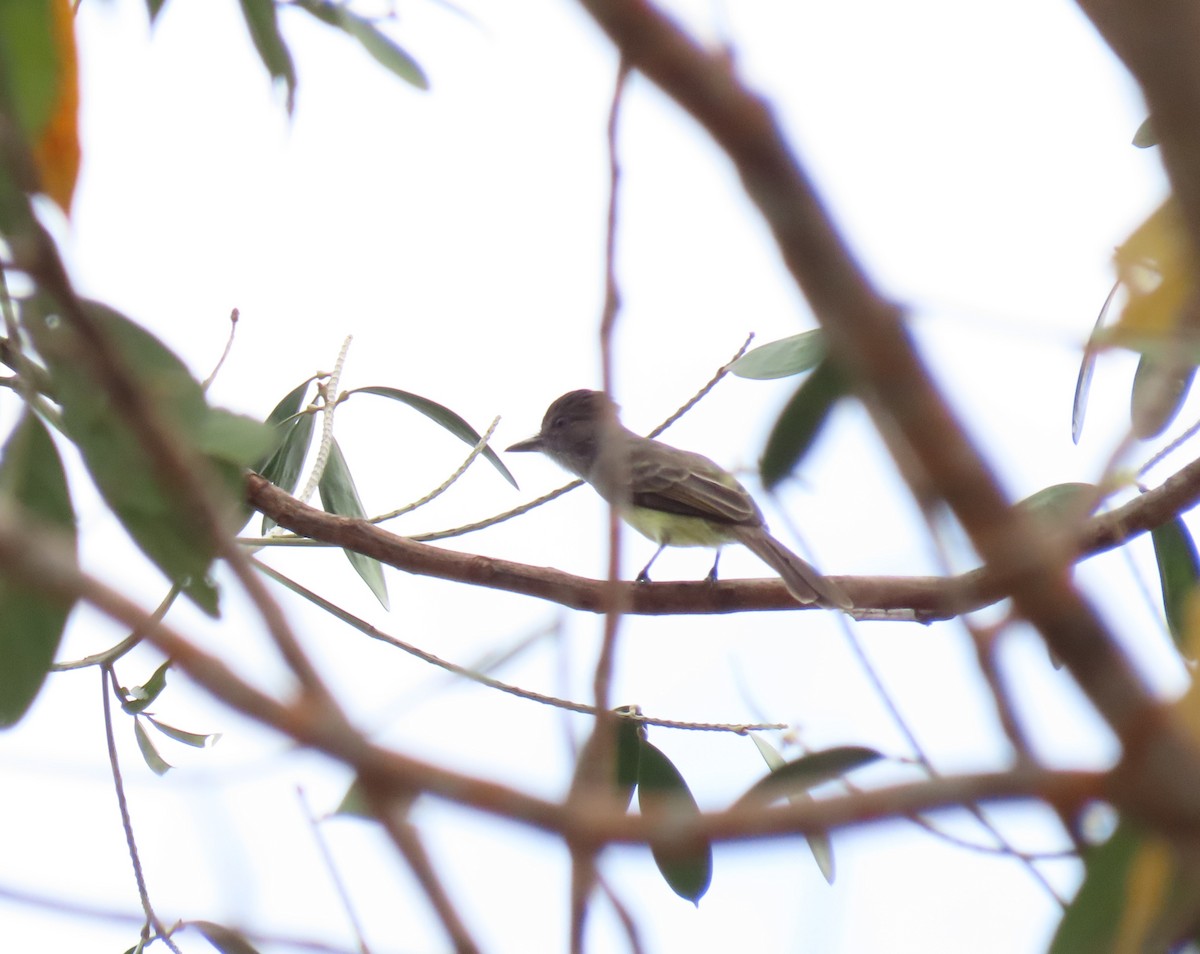 Short-crested Flycatcher - ML633600538