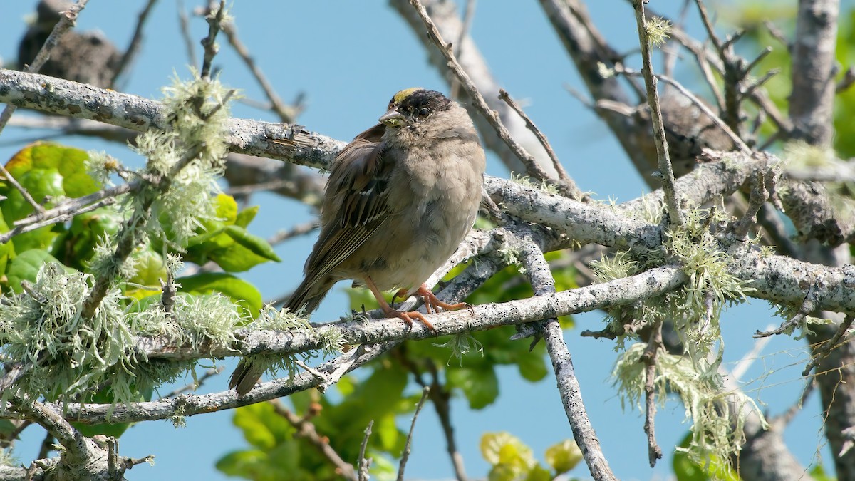 Golden-crowned Sparrow - ML633600545