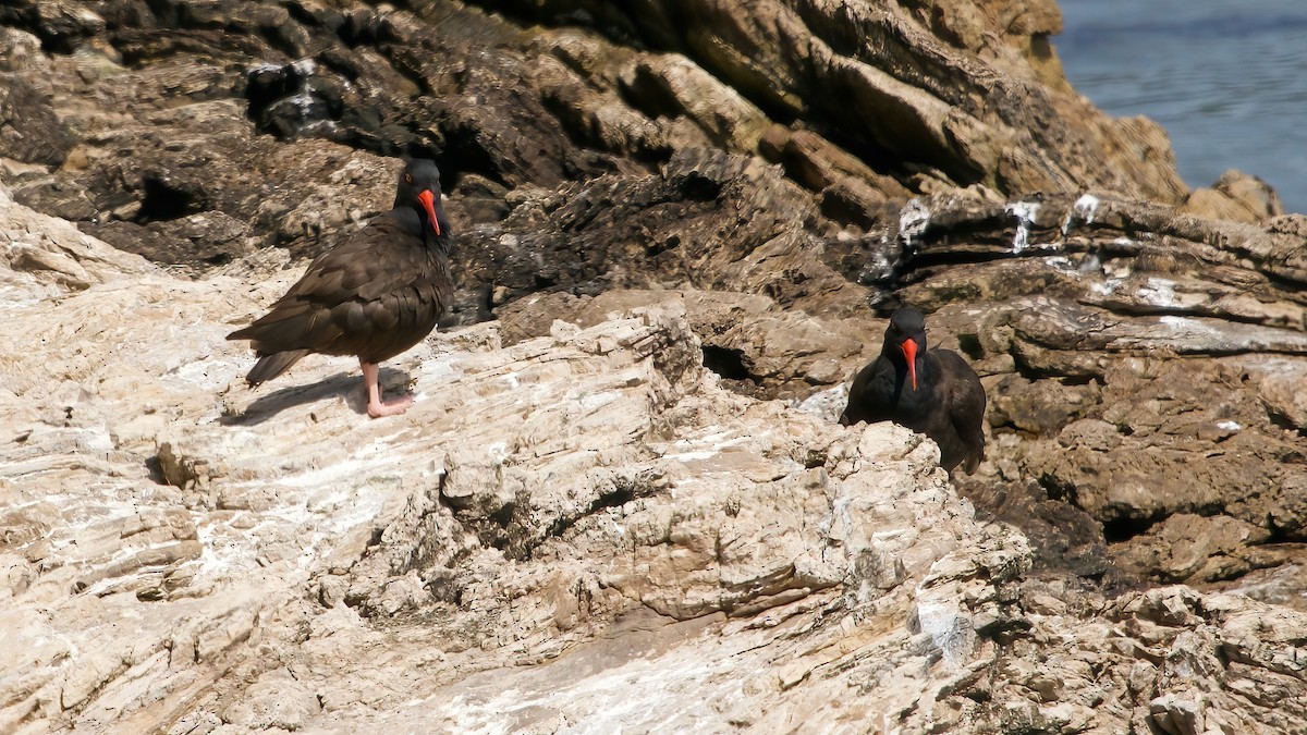 Black Oystercatcher - ML633600628
