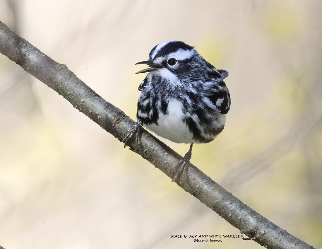 Black-and-white Warbler - ML633600637