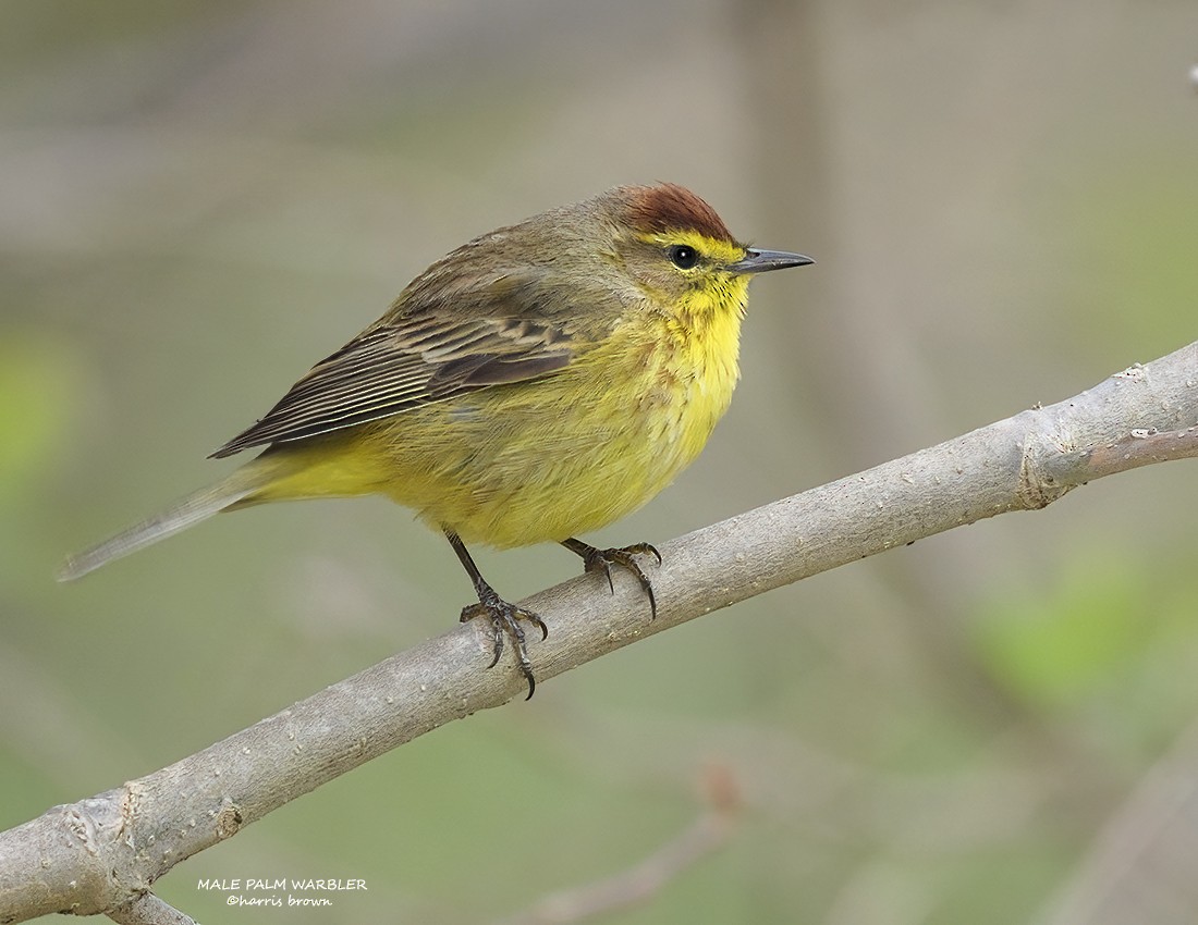 Palm Warbler - ML633600641