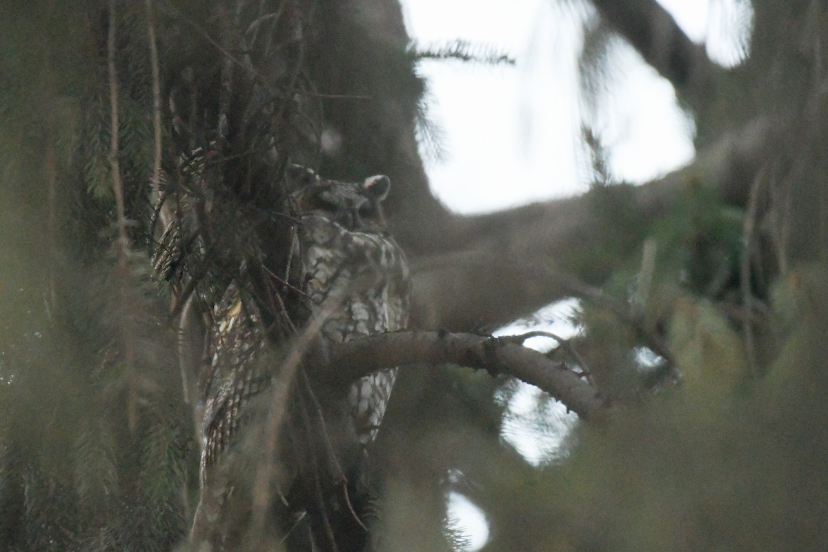 Long-eared Owl (American) - ML633600762
