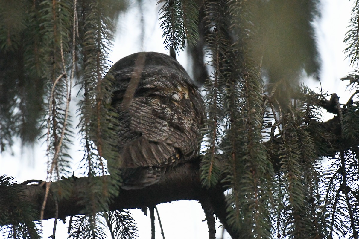 Long-eared Owl (American) - ML633600763