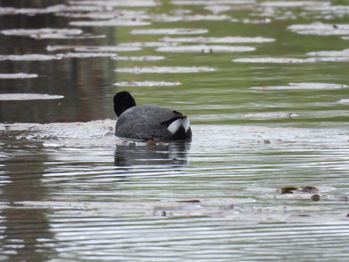 American Coot - ML633600771
