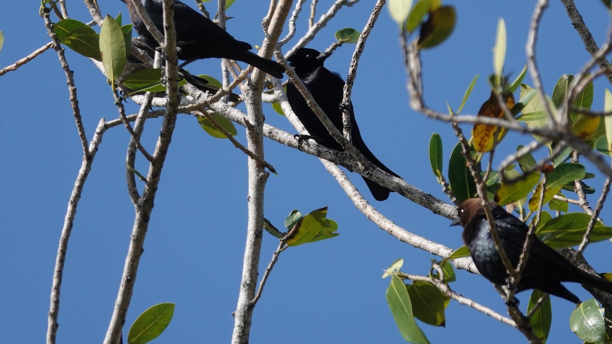 Shiny Cowbird - ML633600824