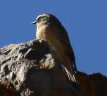 Acentor Pardo - ML633600872